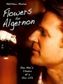 Цветы для Элджернона (2000) кадры фильма смотреть онлайн в хорошем качестве
