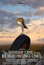 Смотреть «The Hidden Life of the Burrowing Owl» онлайн в хорошем качестве